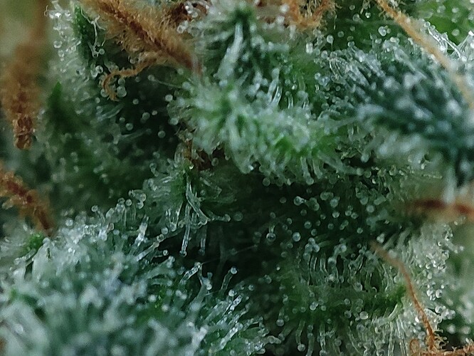 Growreport Bild 3