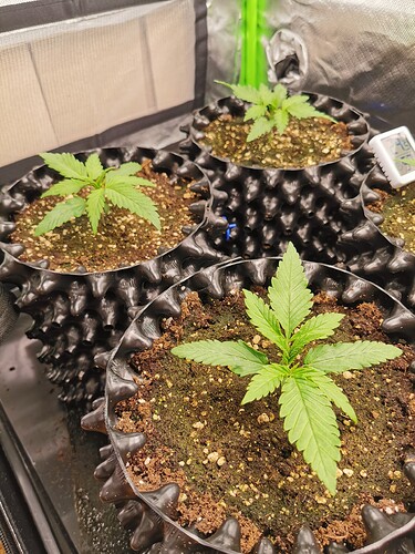 Growreport Bild 1