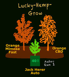 LuckyHempGrow