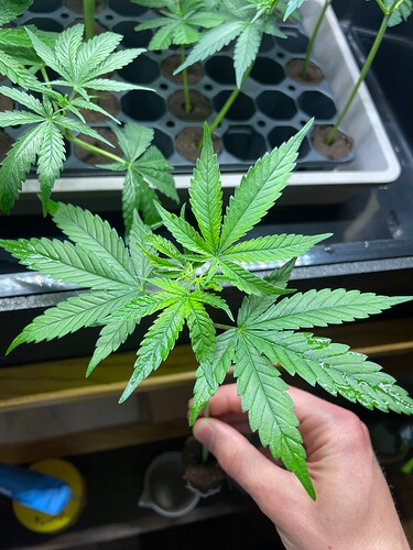 Growreport Bild 25