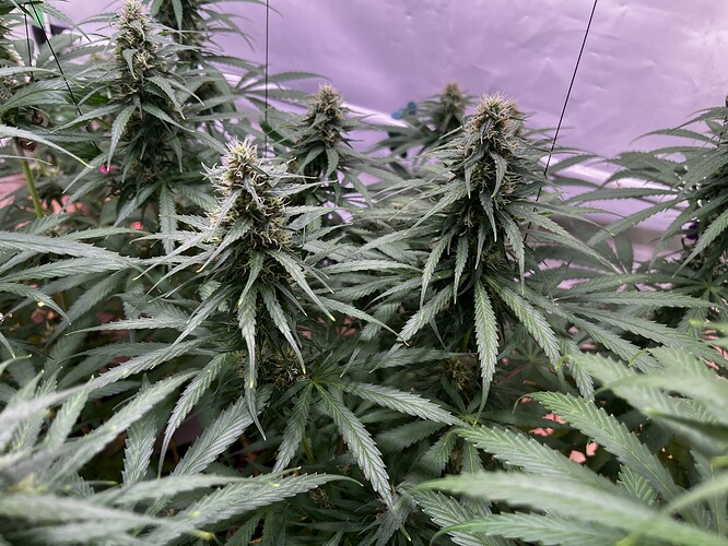 Growreport Bild 8