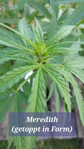 Growreport Bild 3
