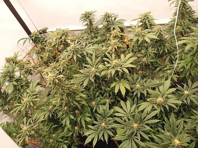Growreport Bild 30
