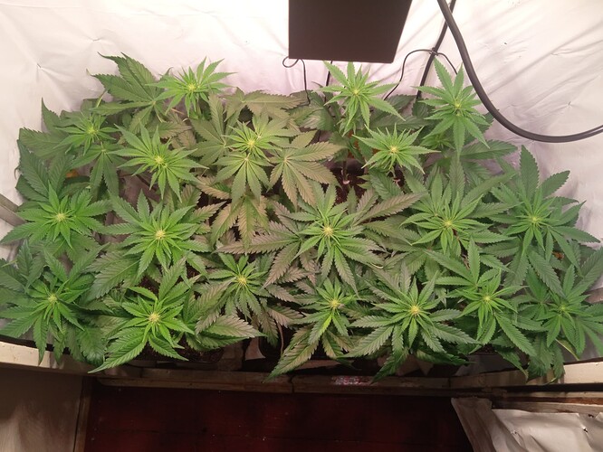 Growreport Bild 1