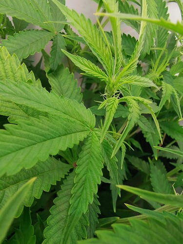 Growreport Bild 13
