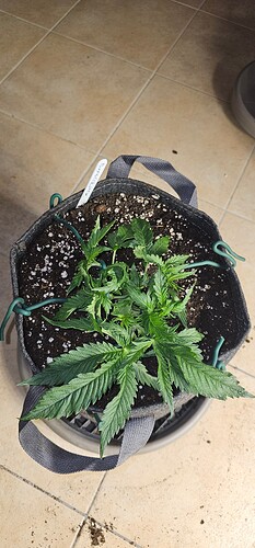 Growreport Bild 28