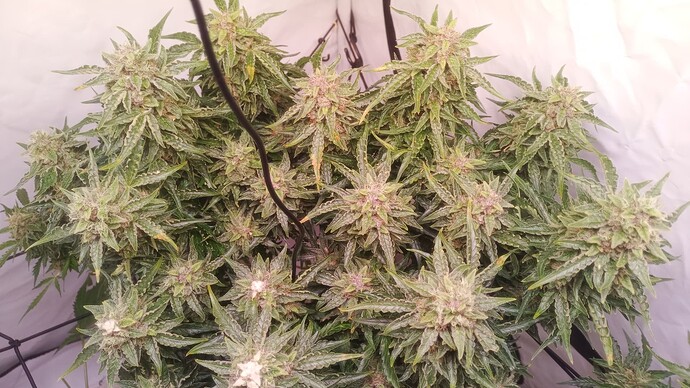Growreport Bild 28