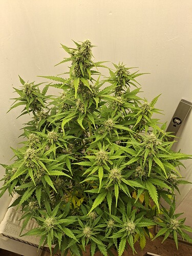 Growreport Bild 159