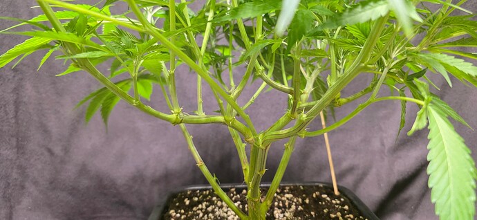 Growreport Bild 93