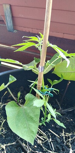 Growreport Bild 8