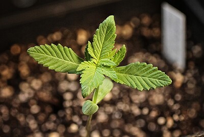 Minigrow im Koffer: Royal Haze Auto 👑 und Purple Mazar Auto 💜