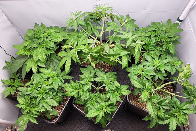 Growreport Bild 4
