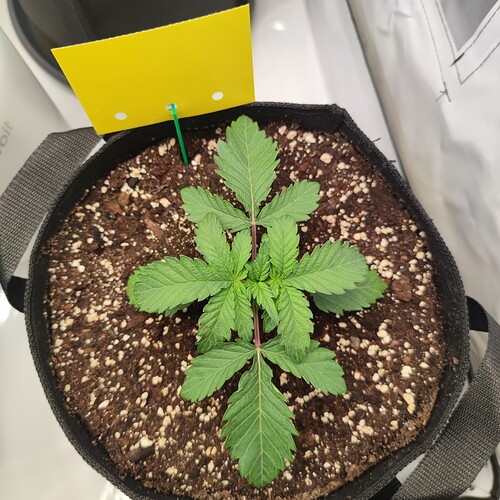Growreport Bild 3