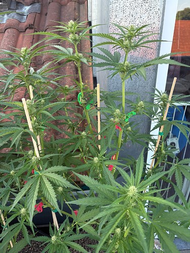 Foto 19.07.25, 06 21 02