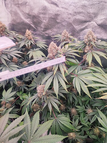 Growreport Bild 28