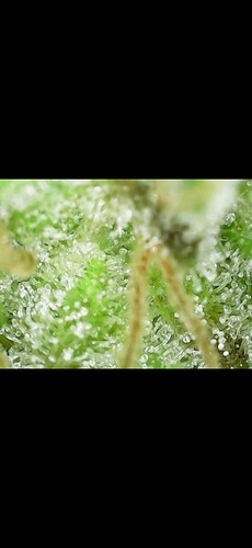 Screenshot_20250331_151654_Gallery