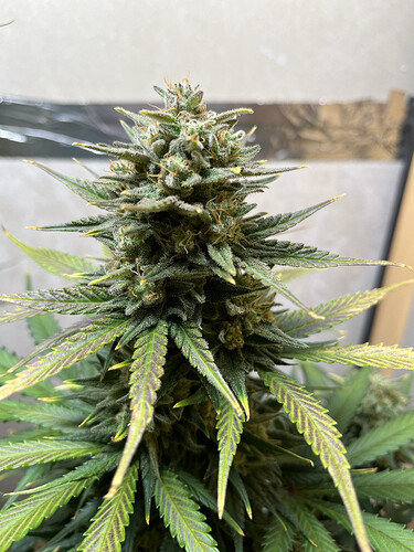 Growreport Bild 6