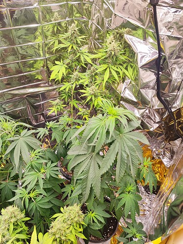 Growreport Bild 1