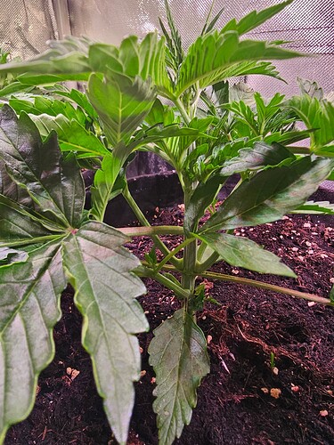Growreport Bild 27