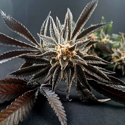 Growreport Bild 4