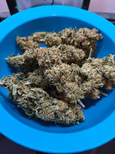 Growreport Bild 11