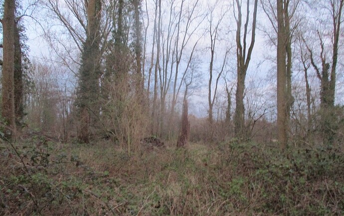 spot