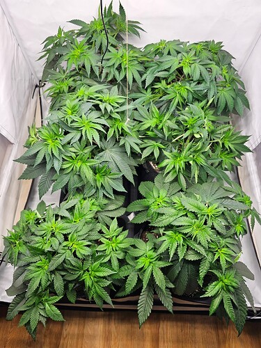Growreport Bild 6