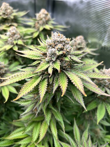 Nahaufnahme eines stark harzigen Cannabis-Buds in der späten Blütephase in einem Growzelt.