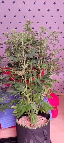 Growreport Bild 24