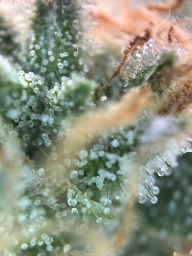 Growreport Bild 35