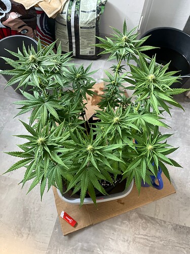 TripleG 4624 BW3