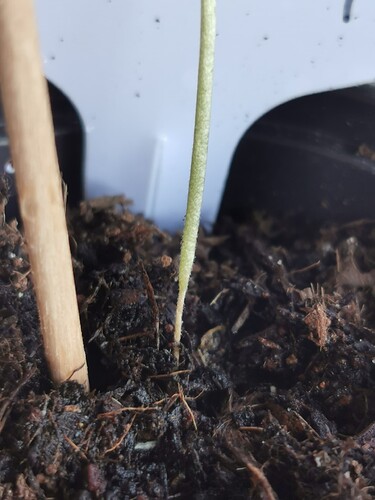 IMG_20240709_175801_1