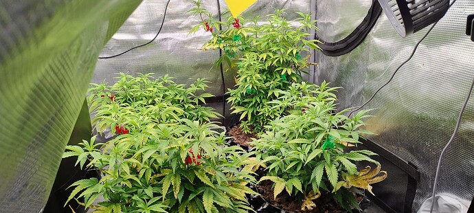 IMG_20251031_210809342_HDR