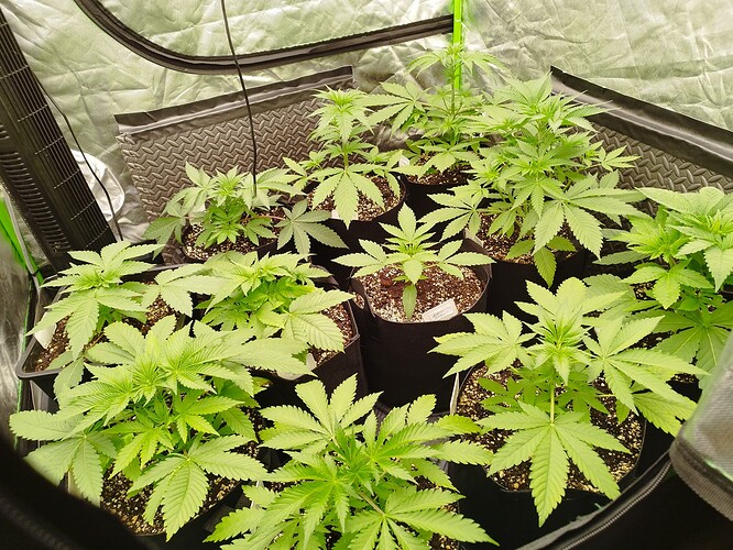 Mehrere junge Cannabispflanzen in verschiedenen Wachstumsstadien in einem Zelt.
