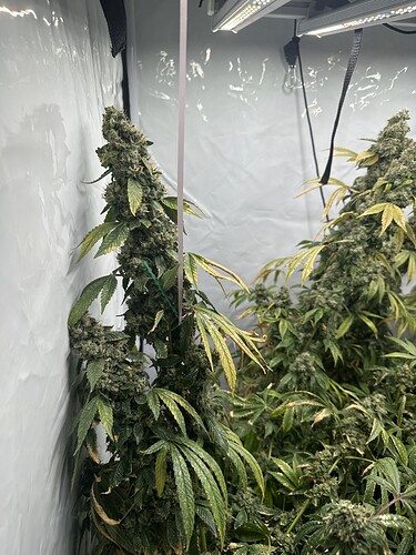 Growreport Bild 15