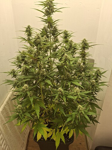 Growreport Bild 149