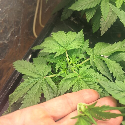 Eine junge Cannabispflanze im Wuchsstadium, die von oben fotografiert wurde. Die Pflanze hat mehrere Verzweigungen und zeigt Anzeichen von Topping.