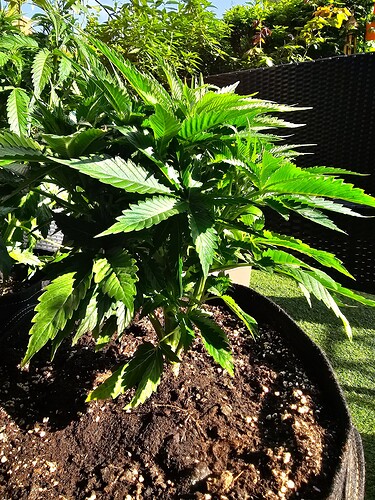 Growreport Bild 9