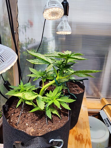 Growreport Bild 31