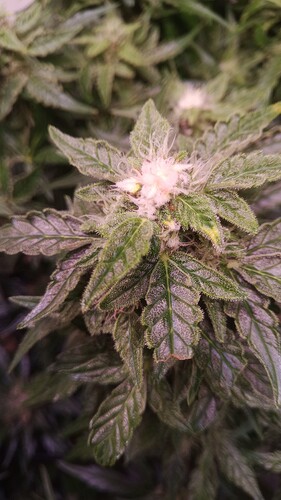 Growreport Bild 8