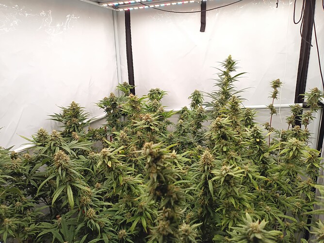 Growreport Bild 76