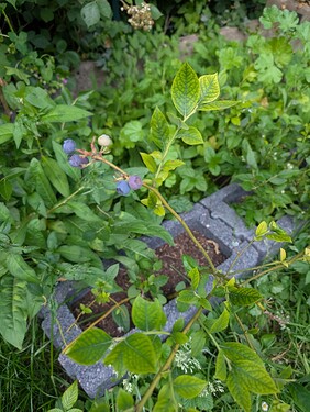 PXL_20250625_183614079