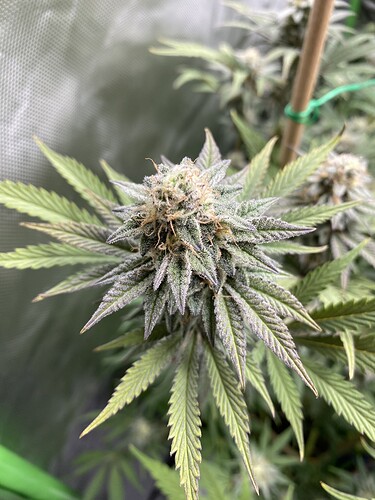 Growreport Bild 19