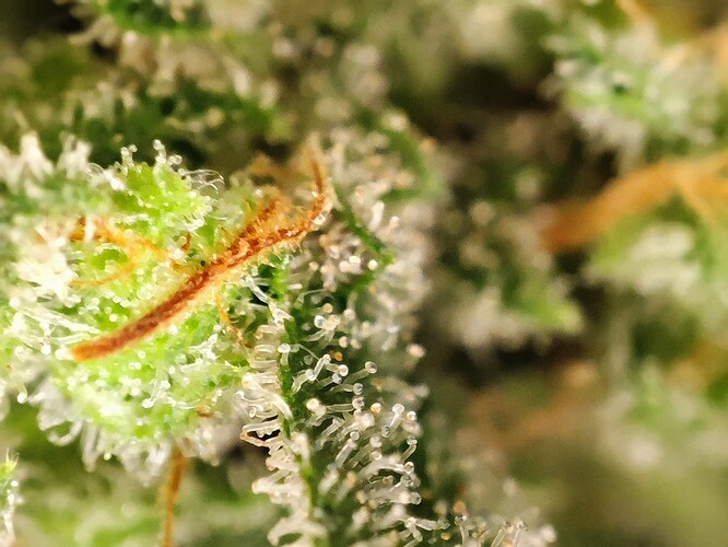 Growreport Bild 3