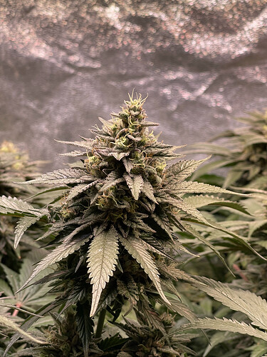 Growreport Bild 16