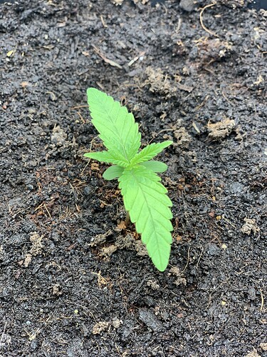 Growreport Bild 5