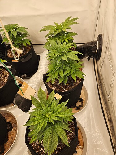 Growreport Bild 3