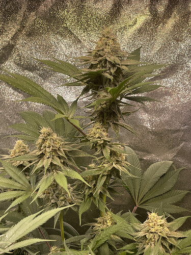 Growreport Bild 3
