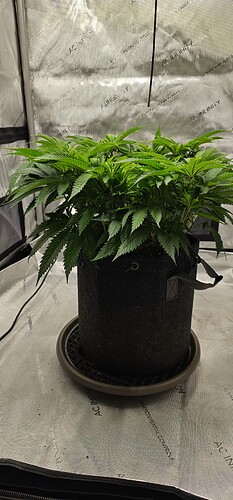 Growreport Bild 2