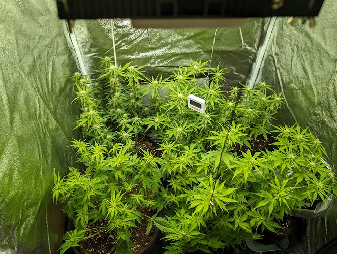 Growreport Bild 3